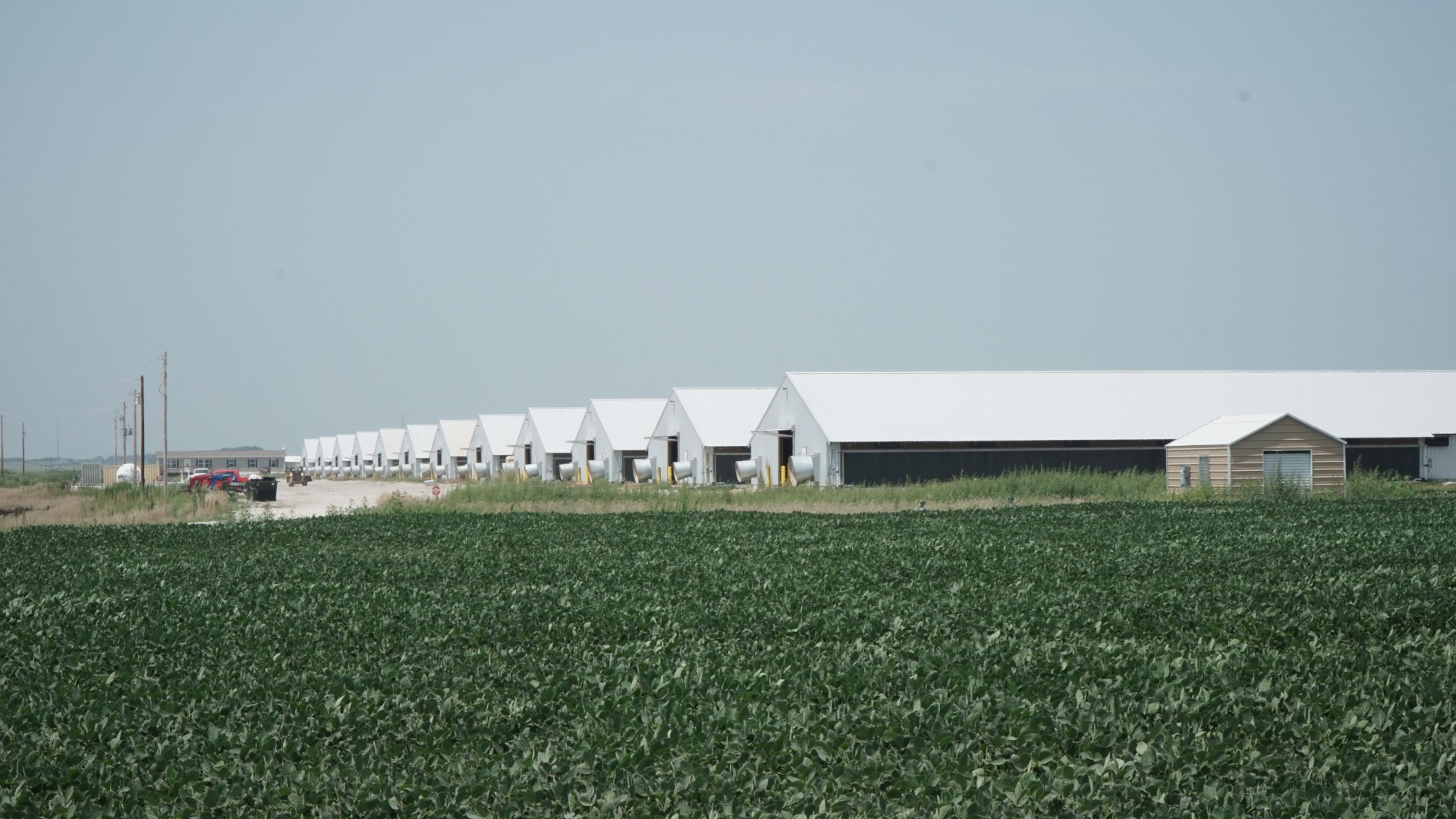 Chicken barns